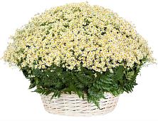 Цветочная композиция из Ромашки в корзине #REPLACE_PRED# Лаврово